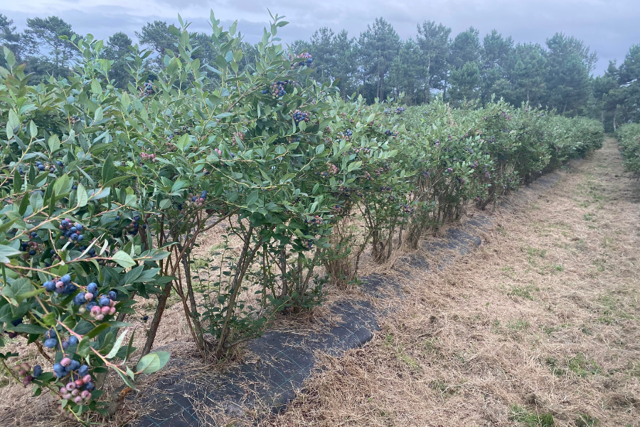 Plantas de cultivo de arándanos de Son d´Jorge