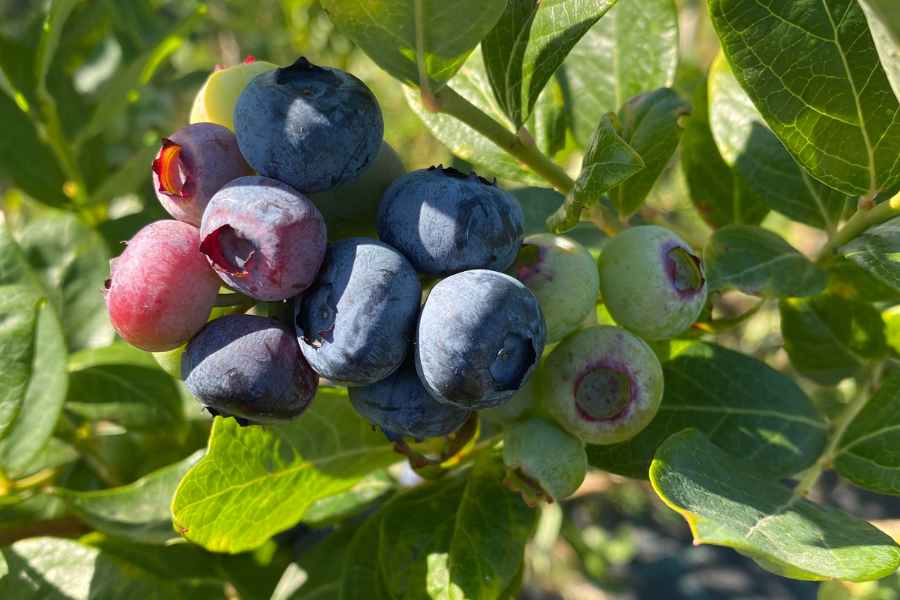 Cultivo de arándanos de Son d´Jorge